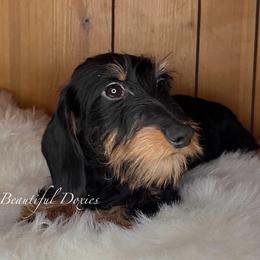 Penny - Dachshund