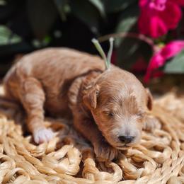 Enzo - Red  male Poodle puppy in Salem, Missouri from Meadowbrook Poodles