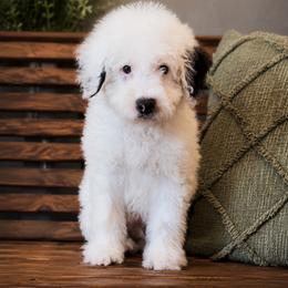 Cash - Black and white male Sheepadoodle puppy in Norwood, Missouri from Neuroth Pup Co.