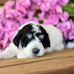 Goose - Parti male Pyredoodle puppy in Bowling Green, Ohio from FDF Pyredoodles & Bernedoodles