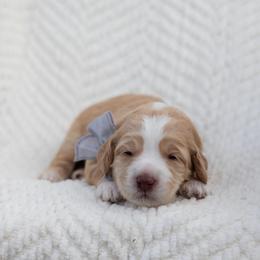 Hashbrown - Caramel male Australian Labradoodle puppy in Belding, Michigan from Rutu Australian Labradoodles