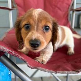 Zelda - Piebald female Dachshund puppy in Conroe, Texas from Dots Dachshunds