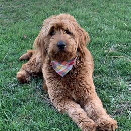 Millie - Goldendoodle