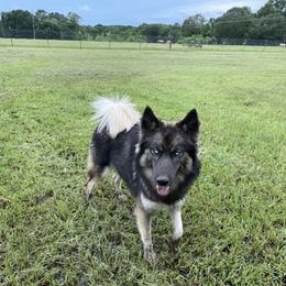 Dutton - Siberian Husky