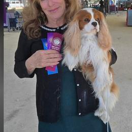 Cavalier King Charles Spaniel Puppies from Oxford Cavaliers