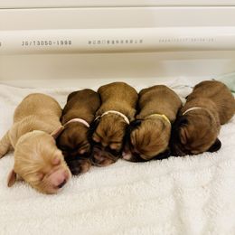 Dachshund Puppies from Lake Forest Cream Dachshunds