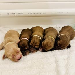 Dachshund Puppies from Lake Forest Cream Dachshunds