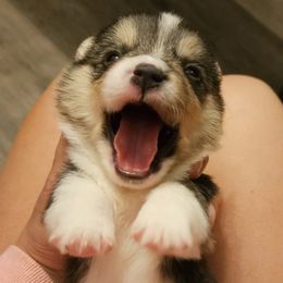 Pembroke Welsh Corgis from Holloway Corgis