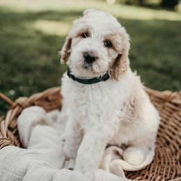 Goldendoodles from Hometown Poodles and Doodles