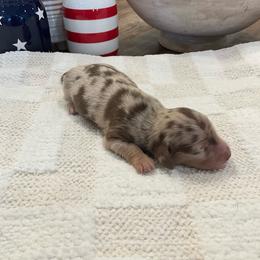 Willow - Dapple female Dachshund puppy in Menifee, California from Dachshunds in SoCal