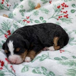 Daisy - Tri-color female Bernedoodle puppy in Townville, South Carolina from Copper Creek Bernedoodles