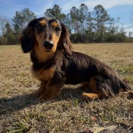 Beni - Dachshund
