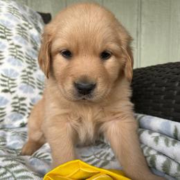 Yellow Collar - Female 2 - Golden female Golden Retriever puppy in Bonanza, Oregon from Gold 'N Dust Ranch