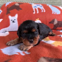 Gator - Black and tan male Cavalier King Charles Spaniel puppy in Gonzales, Texas from Veach Cavaliers & Farm
