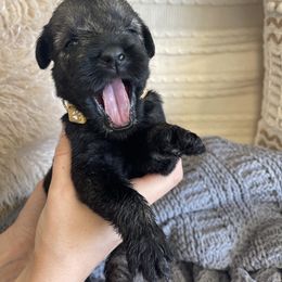 Giant Schnauzer Puppies from Schnauzer Ranch