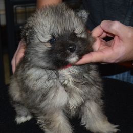 Girl 1 - Black and silver female Keeshond puppy in Fayetteville, Tennessee from Erbekees-Keeshonden