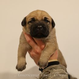 Girl 4 - Fawn female Cane Corso puppy in Cable, Ohio from Americana Cane Corso