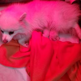 Girl 1 - female American Eskimo Dog puppy in Parker, Colorado from Kaydells Kennels