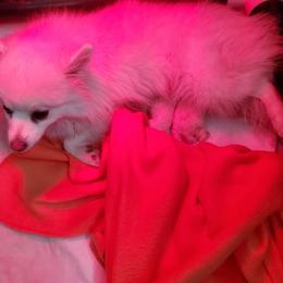 Girl 1 - female American Eskimo Dog puppy in Parker, Colorado from Kaydells Kennels