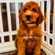 Yellow - Red female Double Doodle puppy in Bakersfield, California from Honey Bee Doodles