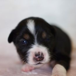 Miniature Australian Shepherd Puppies from Garay Mini Aussies