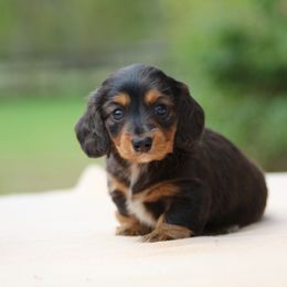 Dachshund Puppies from Mom's Dachshunds