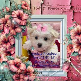 Penelope - White female Maltese puppy in Silverhill, Alabama from Malteseuluv’s Tiny Treasurers