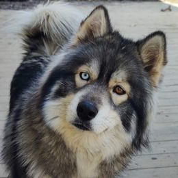 Lu - Siberian Husky