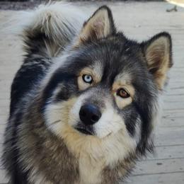 Lu - Siberian Husky