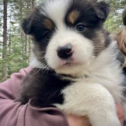 Onyx - Black tri female Miniature Australian Shepherd puppy in Priest River, Washington from Offgrid Aussies