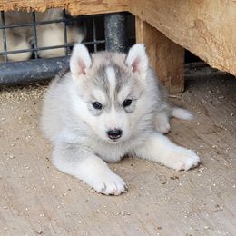 Boy 5 - Gray and white Siberian Husky puppy in Sun Valley, Nevada from Arcticgrace Siberians