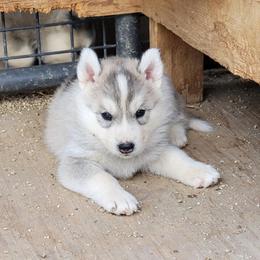 Boy 5 - Gray and white Siberian Husky puppy in Sun Valley, Nevada from Arcticgrace Siberians