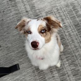 Gemelli - Miniature American Shepherd
