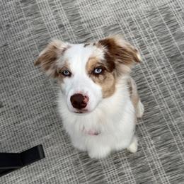 Gemelli - Miniature American Shepherd