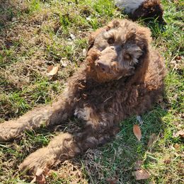 Hiro - Phantom male Poodle puppy in Thomasville, North Carolina from Gypsy Moon's Legacy