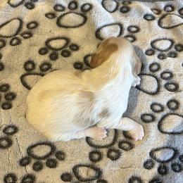 Six - Brown and white female Cockapoo puppy in Strasburg, Pennsylvania from Dana's Domain Cockapoos