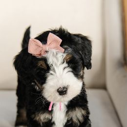 'Honey' Pink Collar Female - Tri-color female Bernedoodle puppy in Kamas, Utah from A + E Farms