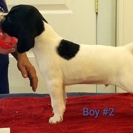 German Shorthaired Pointer Puppies from Kiroden German Shorthaired Pointers