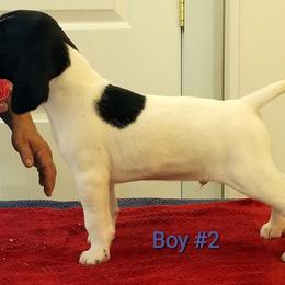 German Shorthaired Pointer Puppies from Kiroden German Shorthaired Pointers