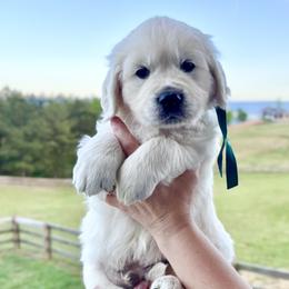 Mr. Green - Light golden male Golden Retriever puppy in Jasper, Tennessee from Suncoast Goldens