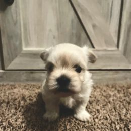 White and tan female - White and tan female Morkie puppy in Madelia, Minnesota from Prairie Farms