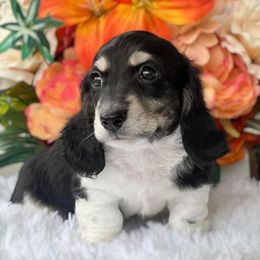 Dachshund Puppies from RRD
