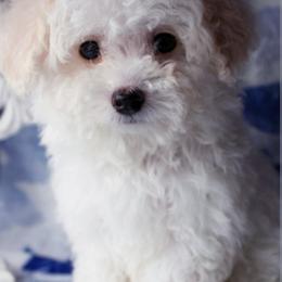 Maltipoo Puppies from Little Cupcakes and Pumkins Maltipoos