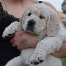 Golden Retriever Puppies from Lightning Oak Acres