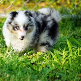 Skittles - Girl - Blue merle female Toy Shetland Sheepdog puppy in Frazeysburg, Ohio from Mountain High Kennels