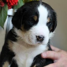 Aladdin: Grey Boy - Black, white and red male Greater Swiss Mountain Dog puppy in Rexburg, Idaho from Silver String Swissies