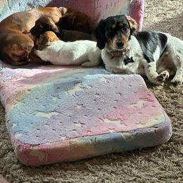 Dachshund All Grown Up from East Coco Mini Dachshunds