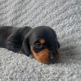Dachshund Puppies from Carranza Puppy Farm