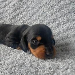 Dachshund Puppies from Carranza Puppy Farm