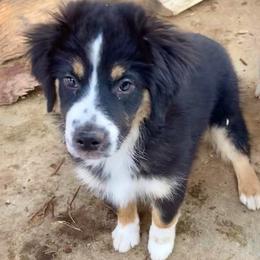Spicy - Black tri female Miniature American Shepherd puppy in Harmony, North Carolina from Carolina Pride Miniature American Shepherds